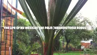 The life of a Mexican fan palm (Washingtonia robusta) in the UK.
