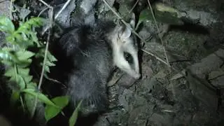 Andean White-Eared Opossum!