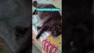 #gatos el Michi pensando en grande 😂😂😂