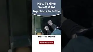 How to give subcutaneous and intramuscular injections to beef cattle  #veterinarian #beefcattle