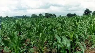 Ugandan farmers use mobile apps to sell and buy produce