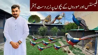 Ground Birds Farm | Offer on Pheasant,Peacock & Turkey Chicks | Biggest Offer on Peacock Chicks