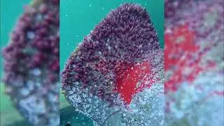 Satisfying Underwater Barnacle Removal on Giant Propeller | No Talking ASMR #barnacleremoval
