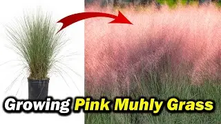 How to Grow and Care for Pink Muhly Grass | Muhlenbergia capillaris