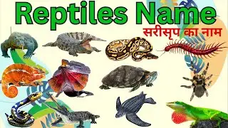 सरीसृप नाम | Reptiles Name in English its Hindi with Meaning | Kids Education Video @devstudypark
