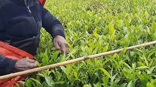 තේ වගාවක විකල්ප ශ්‍රම යෙදවුම් ක්‍රමවේද ? |Alternative Labor Deployment Model | #tea #labor #tharaka