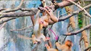 More than pit-yful...when baby monkey SABA falls coz he plays with baby monkey.