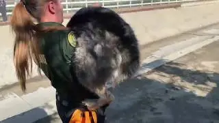Amazing Dog Rescue: Injured Husky in Flood Control Channel