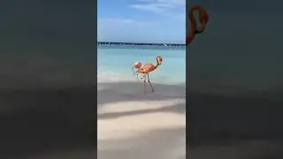 🎬 🎙️ &ldquo;Rare & Amazing Flamingo Facts You Didn&rsquo;t Know!&rdquo;🦩🦩