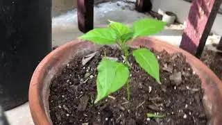Pruning or topping your pepper plants