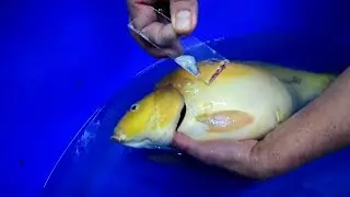 Modern Koi Blog #2122 - Mikroskopier Kurs Teil 6:  So nimmt man Abstriche von Koi