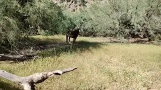 Divlji konji pored rijeke 1. Wild horse at Salt River Arizona