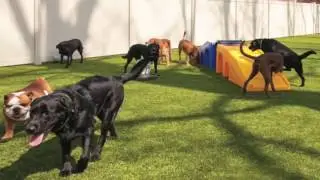 The franchise playbook for building a luxury pet resort