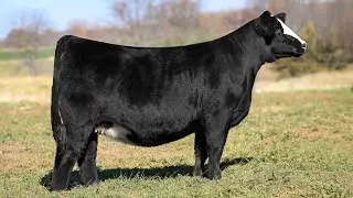 Bloomberg Cattle: Tag 2