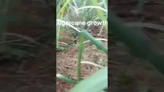 Sugarcane growth/organic sugarcane growth/nature 🌿🌿