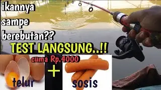 LANGSUNG TEST..!! MANCING LELE KOLAM HARIAN PAKAI UMPAN MURAH DAPAT BANYAK