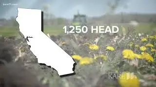 Dairy farms are dying out