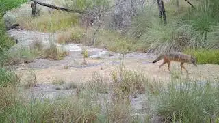 Texas Hill Country Wildlife (September, 2025)