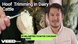 Hoof Trimming in Dairy Cattle:The Key to Beating Lameness and Boosting Productivity