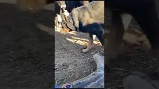 Brave Dog fighting for owner #funny #memes #dogs #cats #dailyshorts
