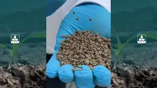 First fertilization in corn