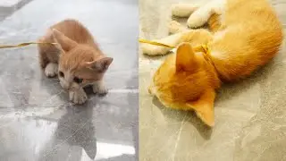Funny Video Cats 😹   Please help this little cat, he is scared 😹 Funny Animals 34