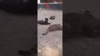 Snake LIVE:🐍👉Snake vs Cat #snake #wildlife #snakelovers #snakebite #cobrakaiseason6 0.1