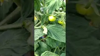 Томаты жируют. #томаты #томатыжируют #жирующиетоматы