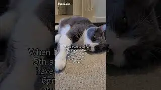 #cat #cute #catlover #cutecatshorts #meowmeowapp #catlover #catlover #bestmeow