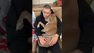 Just a baby 🥺❤️ #pitbull #baby #puppy #puppies #dogsofyoutube #dogshorts #dogs #shorts