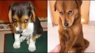 Guilty DOG Face Reaction   Guilty Dogs Video Compilation 2020 funny animals cat and dog best video