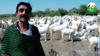 #bakramandi (Baghi Pateri ) White Gold 200 Goat Top Qulaity Breed  Sindh Pakistan  #pakistangoatfarm