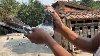 হাট থেকে নতুন পায়রা নিয়ে আসলাম 🕊️🧿#montuvolg #newpost #pigeon #kabutar #villa #viralvideo #vlog