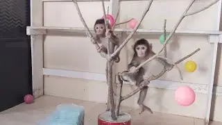 Two cute baby monkeys in action🥰😍😘