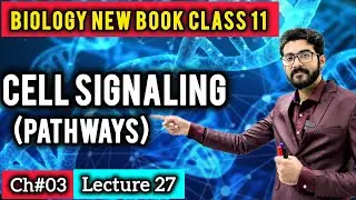 CELL SIGNALING PATHWAYS Class 11 | Protein/Peptide Signaling and Steroid Signaling | New Book 2025