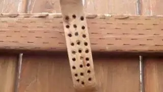 Bee Blocks in action #1