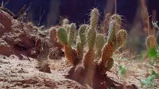 Saving Paradise: The Grand Canyon