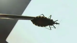 Ces punaises texanes veulent sucer votre sang