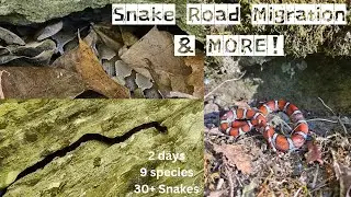 Cottonmouth Migration & Bluff Walking: Snake Road Trip 2024