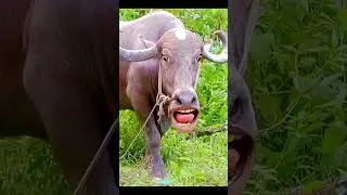 funny cow and animal 😀😣🙃😀