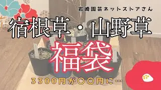 【福袋】宿根草・山野草福袋！（岩崎園芸ネットストアさん2026.1）
