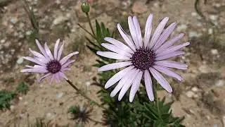 Showy Rain Daisy (Dimorphotheca spectabilis)