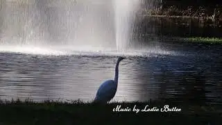 The thoughts of Microdac: Mood, Music and Nature (4K)