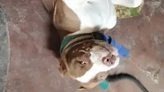 (VERY SCARY) PITBULL ATTACK SNAKE || PITBULL FIGHT || DOG VS SNAKE VIRAL VIDEO