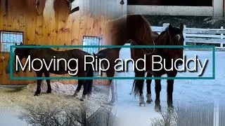 Come move Rip and Buddy to a different location 