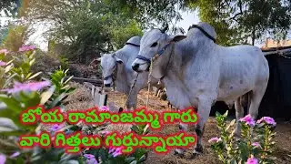 బోయ రామాంజమ్మ గారు వారి ఎద్దులు గుర్తున్నాయా Ongole bulls