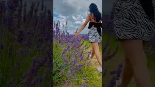 📍: Lavender fields, Auckland #lavenderfields #nzadventure #nznature #shorts #fypシ゚ #fyp