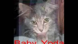 Emily's Pets