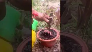 Mango infusion with aloe vera
