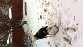 Zeus The Malamute sees First SnowFall